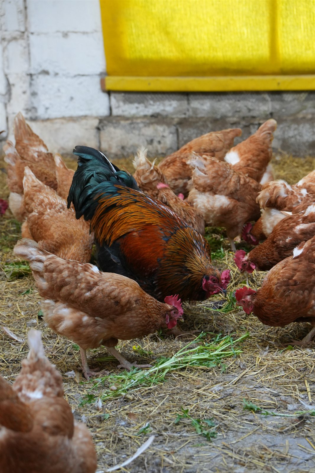LCOY Uruguay — gallinas